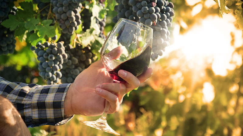 Skrdessong av vin i Portugal, en resa till Dourodalen med fokus p vin och upplevelser.